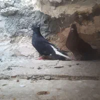 دمسفید