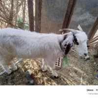 بز ابستن|حیوانات مزرعه|بلوک, |دیوار