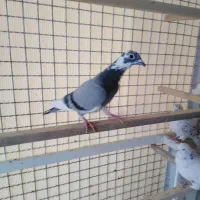 کبوتر گرفتنی