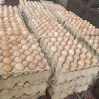 تخم مرغ بومی تازه درجه