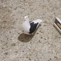 کفتر طوقی پشت سیاه|پرنده|مشهد, فردوسی|دیوار