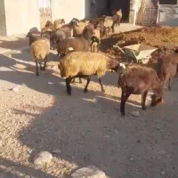 فروش 32رس میش بره دار فلیم روبیکا موجوده