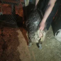 اراس‌بره|حیوانات مزرعه|دهدشت, |دیوار