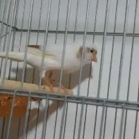 قناری ماده بلند