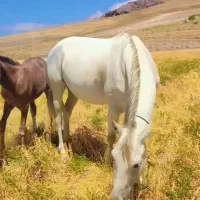 اسب ترکمن|اسب و تجهیزات اسب‌سواری|تهران, ائمه اطهار|دیوار