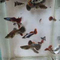 فروش ماهی گوپی