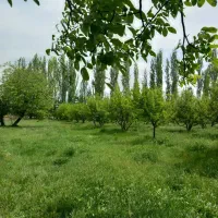 ۳۰۰۰هزار متر مربع باغ|فروش زمین و ملک کلنگی|سلماس, |دیوار