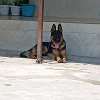 سگ ژرمن|سگ|سنگر, |دیوار