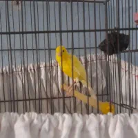 فروش فن و قناری|پنکه و تصفیه‌کنندهٔ هوا|جهرم, |دیوار