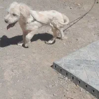 سگ پاپی