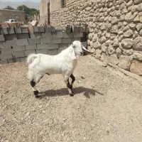 چند عدد بز پاکستانی|حیوانات مزرعه|شیروان (خراسان), |دیوار