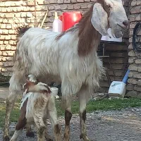 گوسفند بزجنس داربابزغاله ماده شکم اول