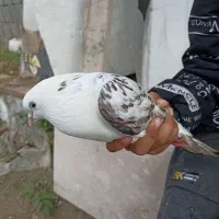 کفتر دوکت|پرنده|رضوانشهر, |دیوار