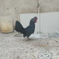 خروس مینیاتوری|پرنده|شیراز, هفت تنان|دیوار