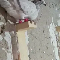 گمشده|حیوانات|کرباسک, |دیوار