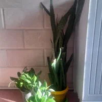 گل های زیبا و شاداب