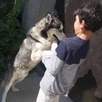 واگذاری سگ هاسکی نر|سگ|باسمنج, |دیوار