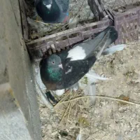 ۳۰عدد ترکیه|پرنده|باروق, |دیوار