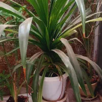 گل پاندانوس|گل و گیاه طبیعی|نیشابور, خیام|دیوار