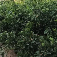 فروش|خدمات باغبانی و درختکاری|میناب, |دیوار