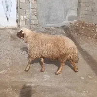 قوچ سنجابی عطیقه|حیوانات مزرعه|ماهیدشت, |دیوار