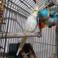 عروس هلندی گم شده|حیوانات|قشم, |دیوار