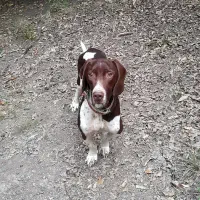 سگ دنبلانی حرفه ای