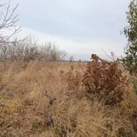 زمین باغی انگور ۶۰۰ متری خوش نقشه|فروش زمین و ملک کلنگی|رباطکریم, منجیل آباد|دیوار