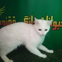 گربه سفید