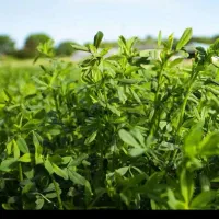 یونجه خالص بسته ای فروخته میشه