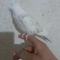 جوجه عروس|پرنده|نظرآباد, صالح آباد|دیوار