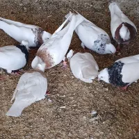 کبوتر طوقی تعداد|پرنده|نورآباد ممسنی, |دیوار