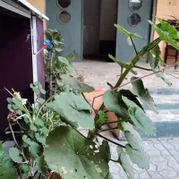 اجاره مغازه ۹ متری