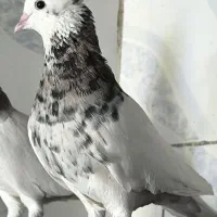6تا طوقی