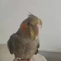 عروس هلندی سخنگو|پرنده|کاشان, فاز ۲ ناجی آباد|دیوار