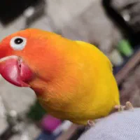 گمشده