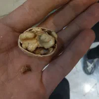 گردو|حراج|دلیجان, |دیوار