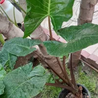 بابا آدم تنه قرمز