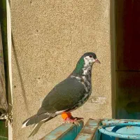 کفتر ساده شیرازی افشون