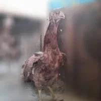 مرغ خروس و جوجه لاری|حیوانات مزرعه|تهران, طیب|دیوار