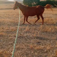 اسب‌ ماده