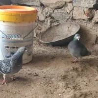 کبوتر نامه بر|پرنده|مریوان, |دیوار