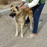 واگذاری سگ گله و نگهبان|سگ|عنبران, |دیوار