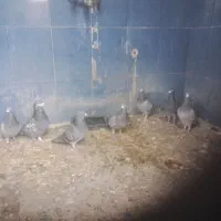 پلاکی گرفتنی|پرنده|اندیمشک, |دیوار