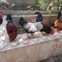 تعدادی خروس و غاز فروشی|حیوانات مزرعه|هشتگرد, شهرک بعثت|دیوار