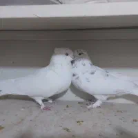 کبوتر کفتر کاشونی و تهرونی