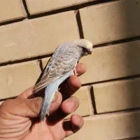 مرغ عشق دستی|پرنده|شیراز, محراب|دیوار