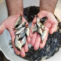 انواع بچه ماهی کپور و آمور امساله|ماهی|گرگان, |دیوار