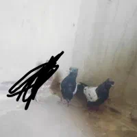 کبوتر سینه ای|پرنده|زابل, |دیوار