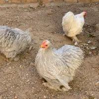 فروش ست کوشین لاوندر